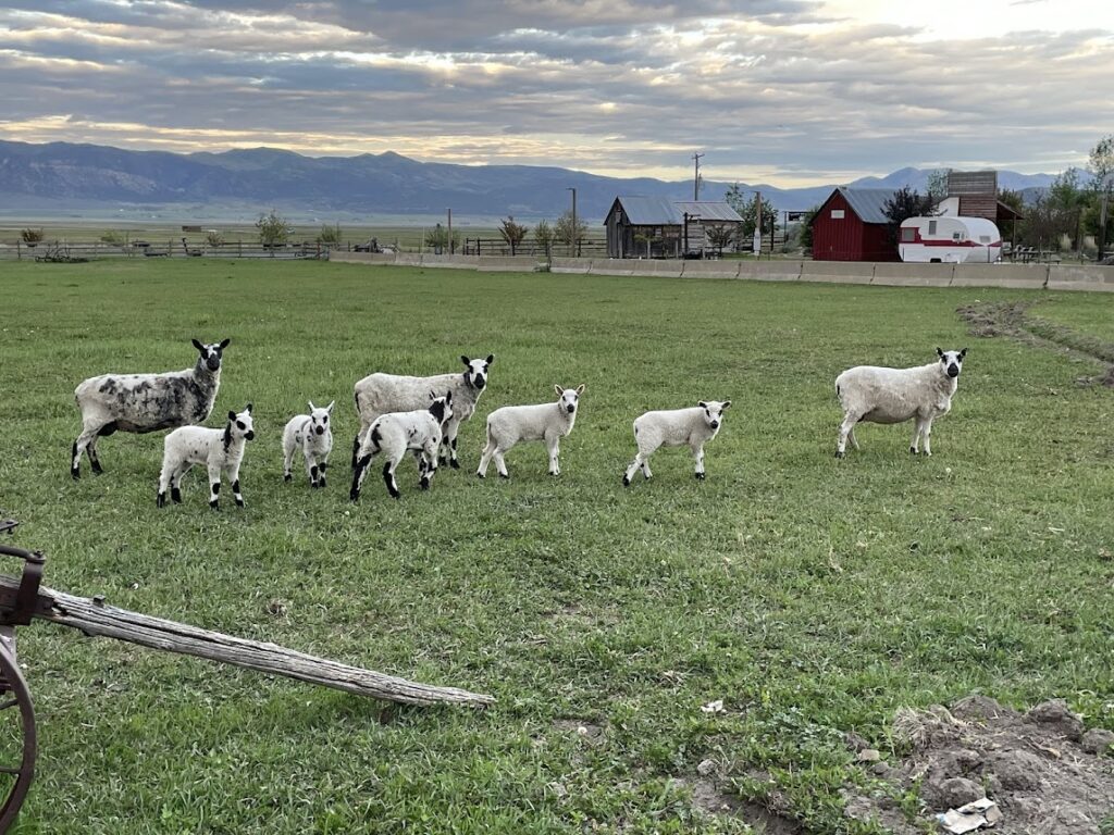 Welsh Sheep crazy cow 2024