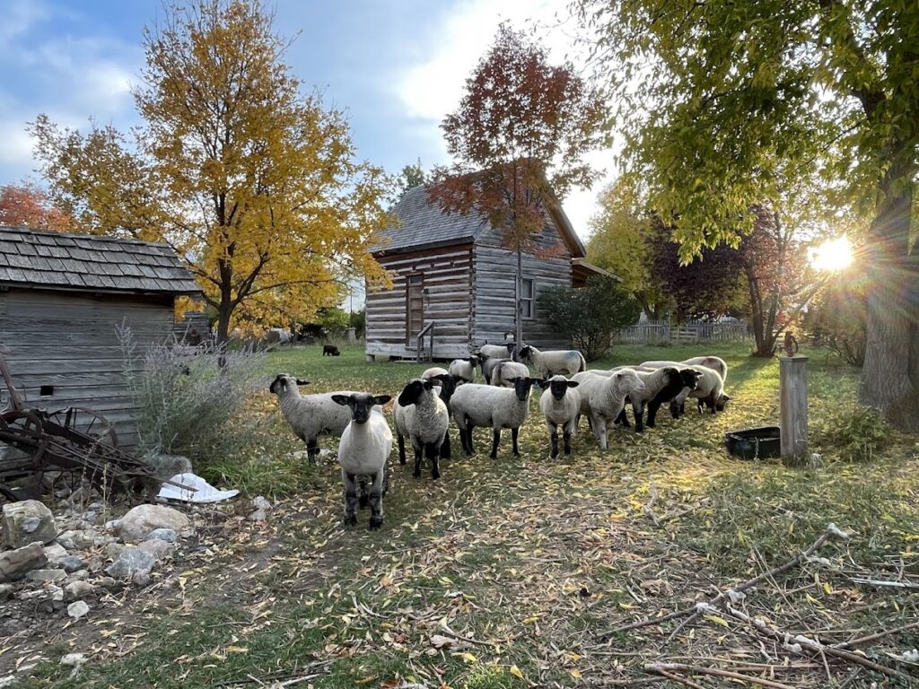 Some of our happy sheep at Crazy Cow