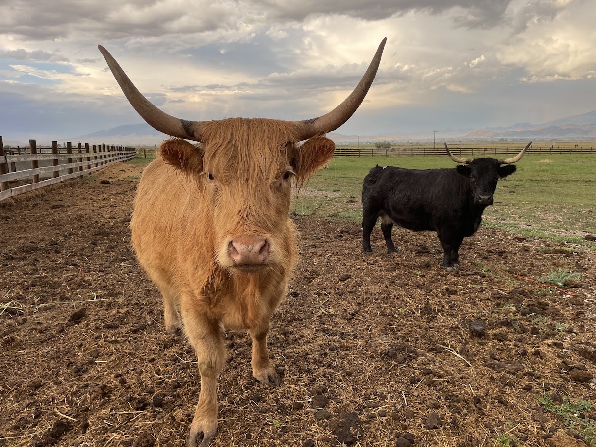 Welcome to Crazy Cow summer 2024