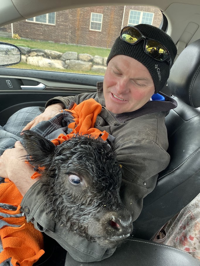 Luke doing whatever it takes to keep a calf warm Dec 2025