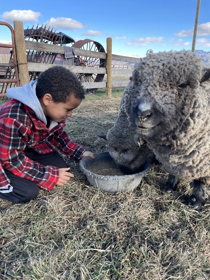 Nic and baby doll sheep January 2026